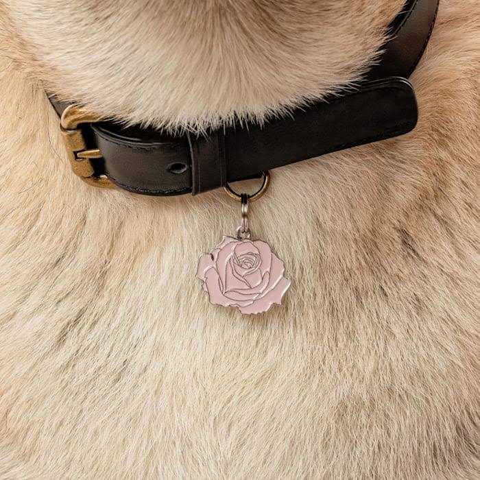 Rose Pet Y980674