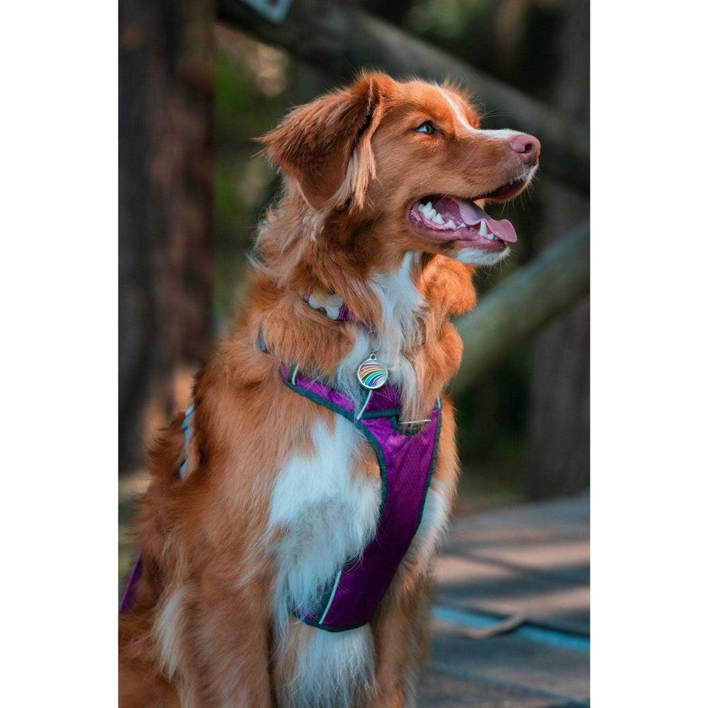 Padded Dog Harness H1937