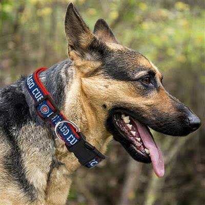 Dog Collar I37027
