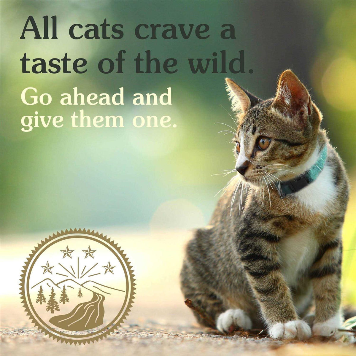 Dry Food T238170