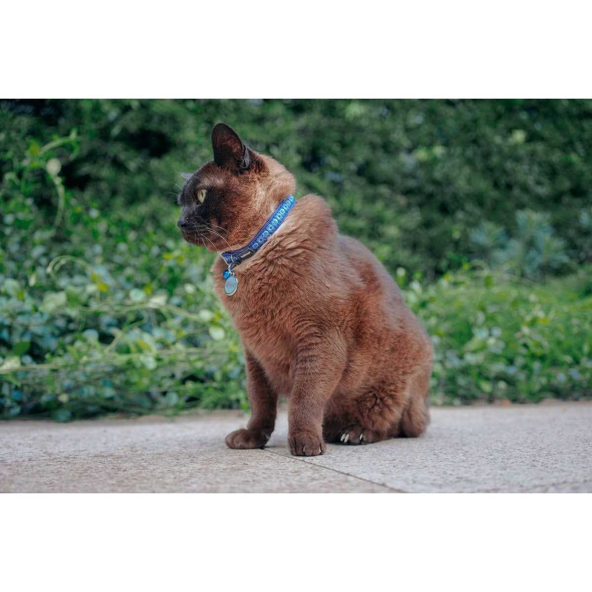 Dog Collar H9570