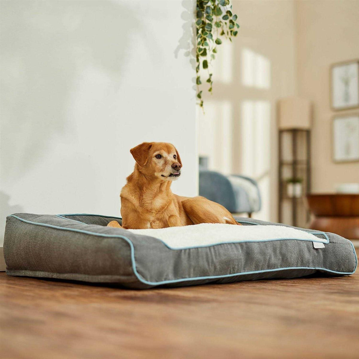 Orthopedic Bolster Dog Bed with Removable Cover T589231