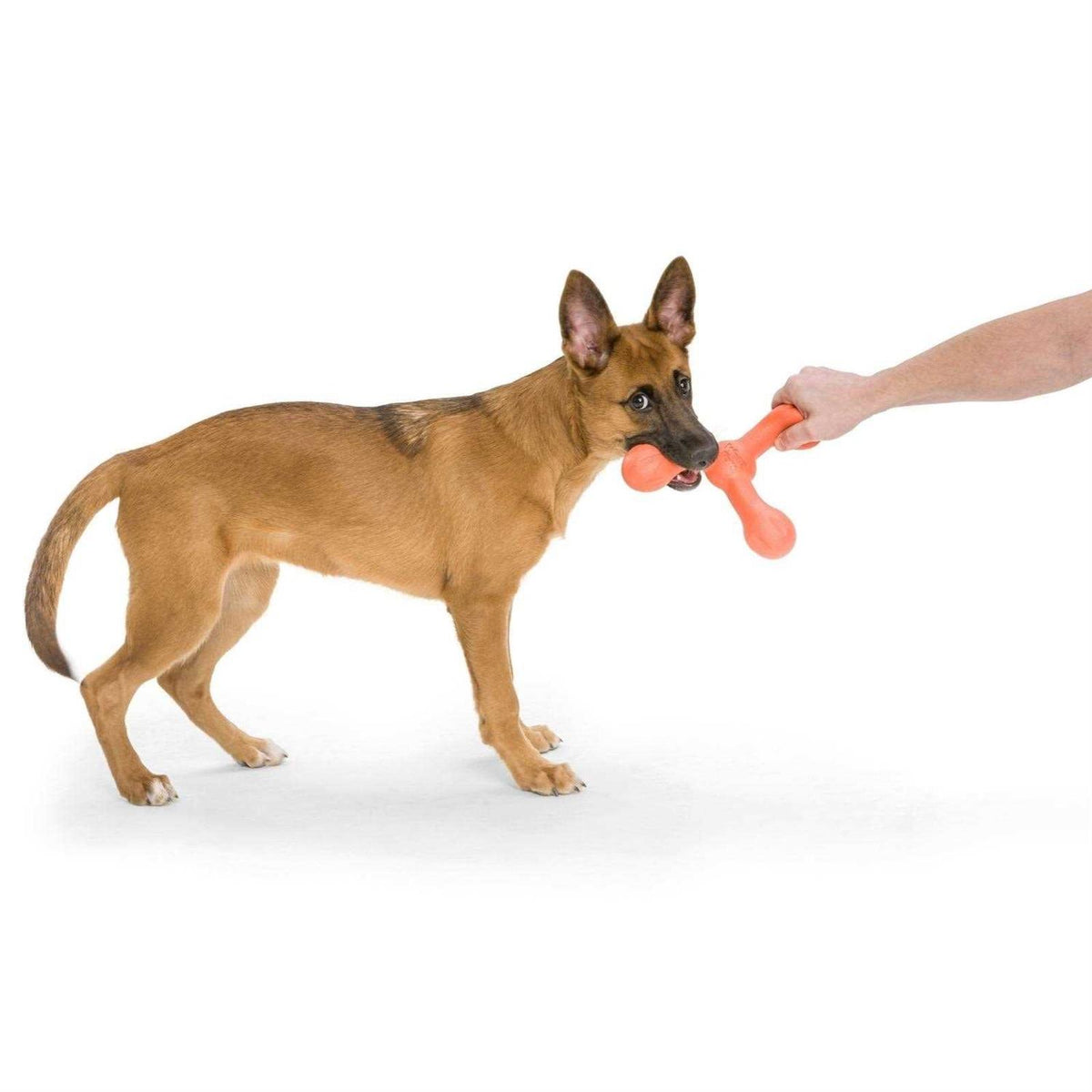 Dog Toy T254698