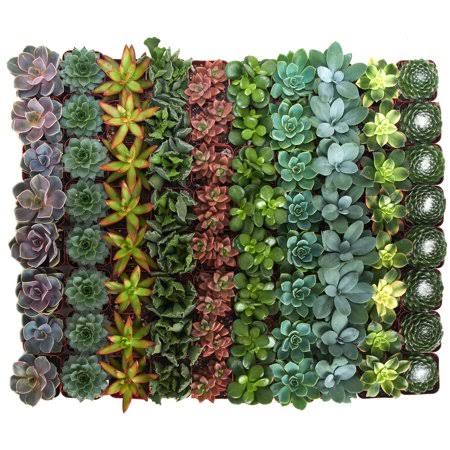 Assorted Succulent Collection of 40 M17037