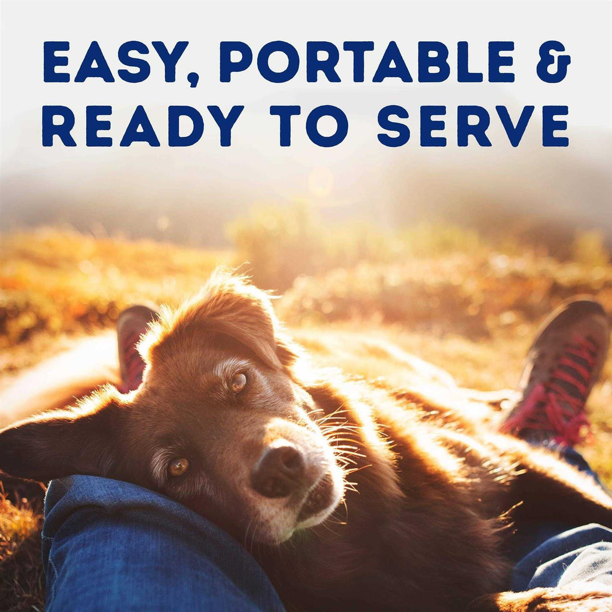 Savory Duck & Pumpkin Recipe Wet Dog Food R953