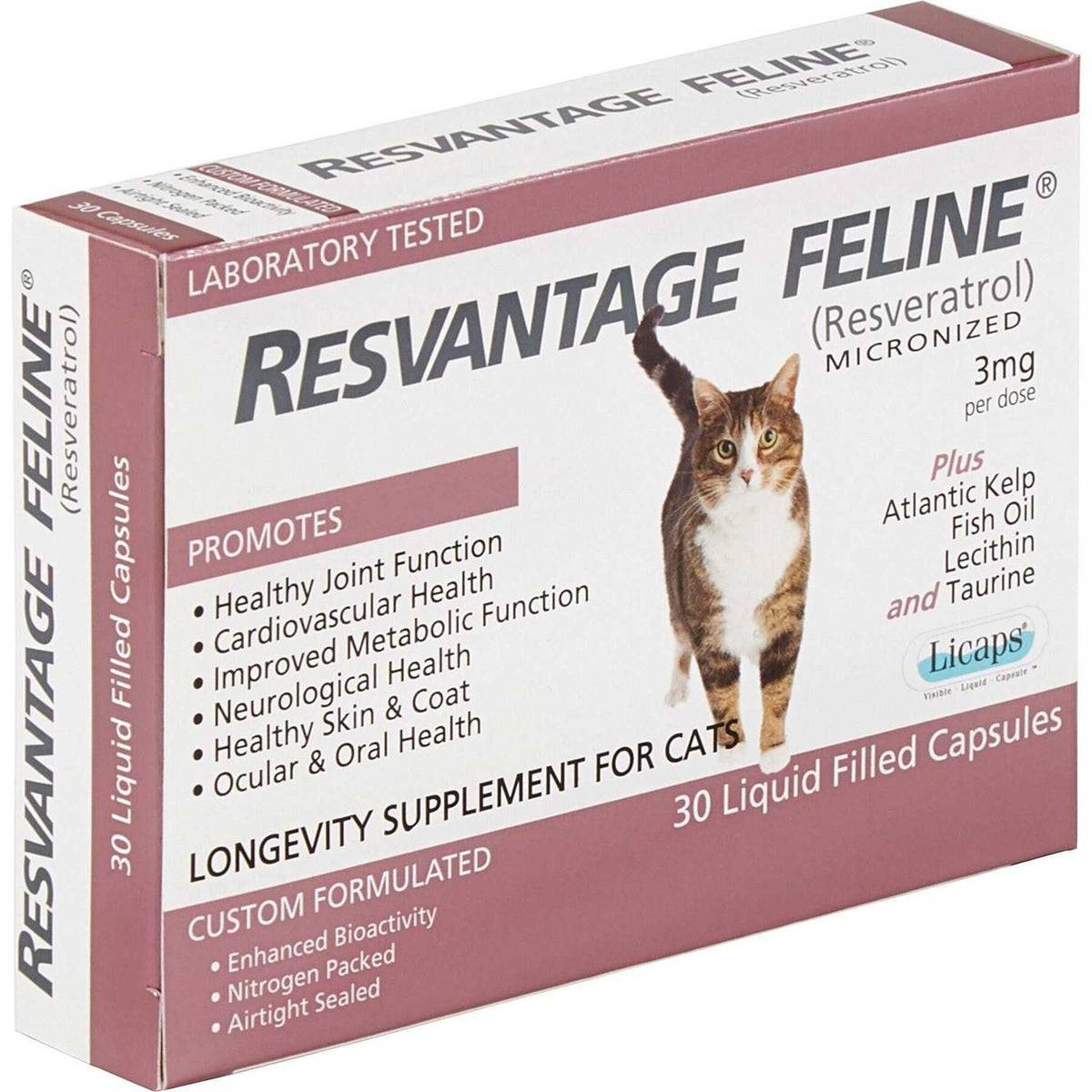 Feline R39691