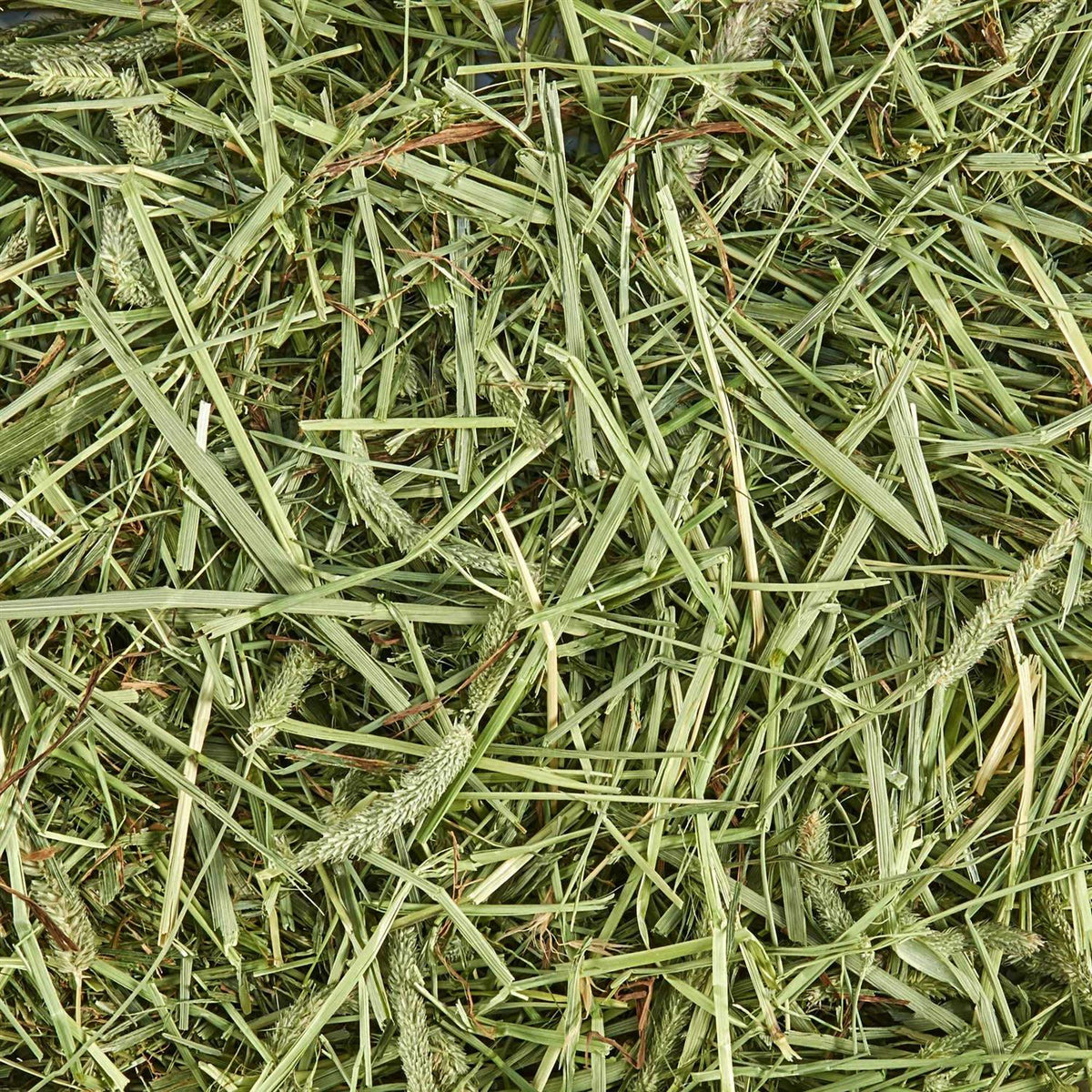 Timothy Hay for Small Animals A6207