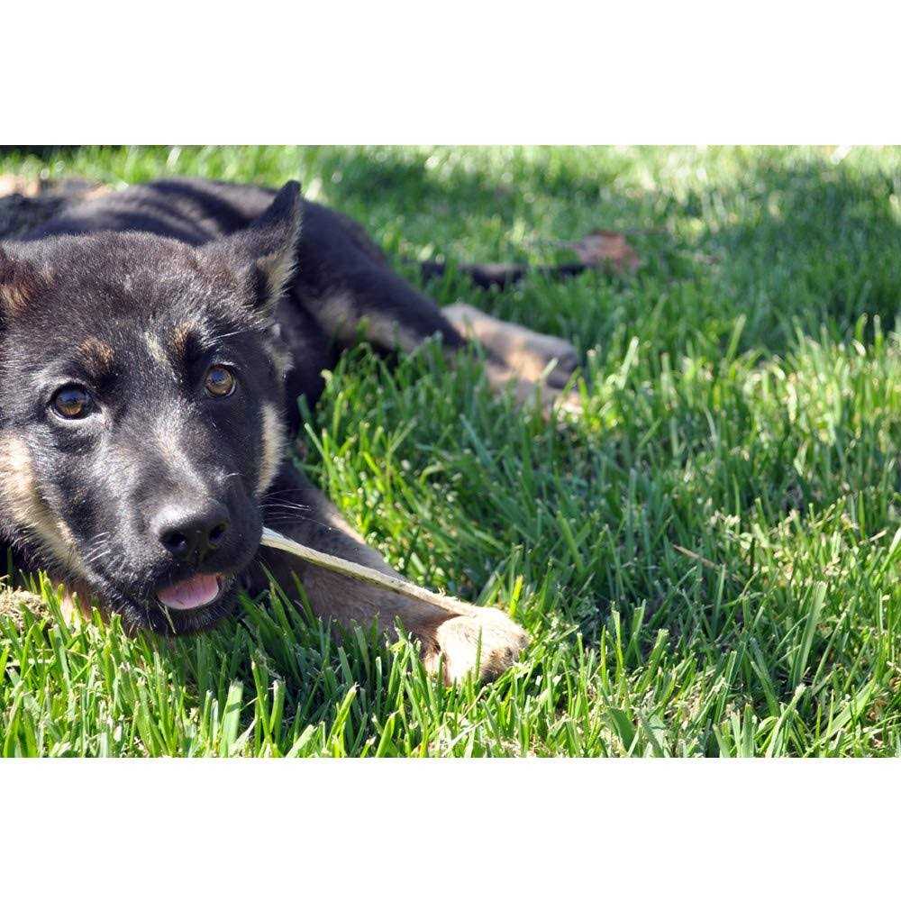 Oral Hygiene Dental Dog Treats I539324