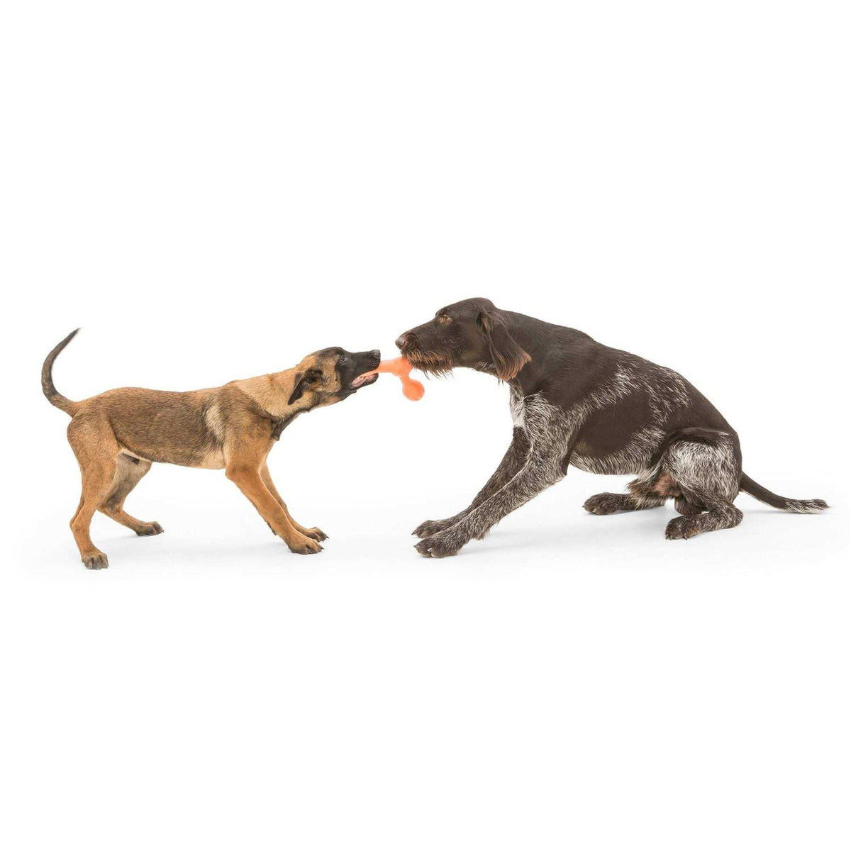 Dog Toy T254698