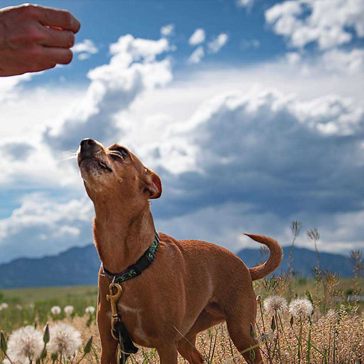 Dog Treats M1831