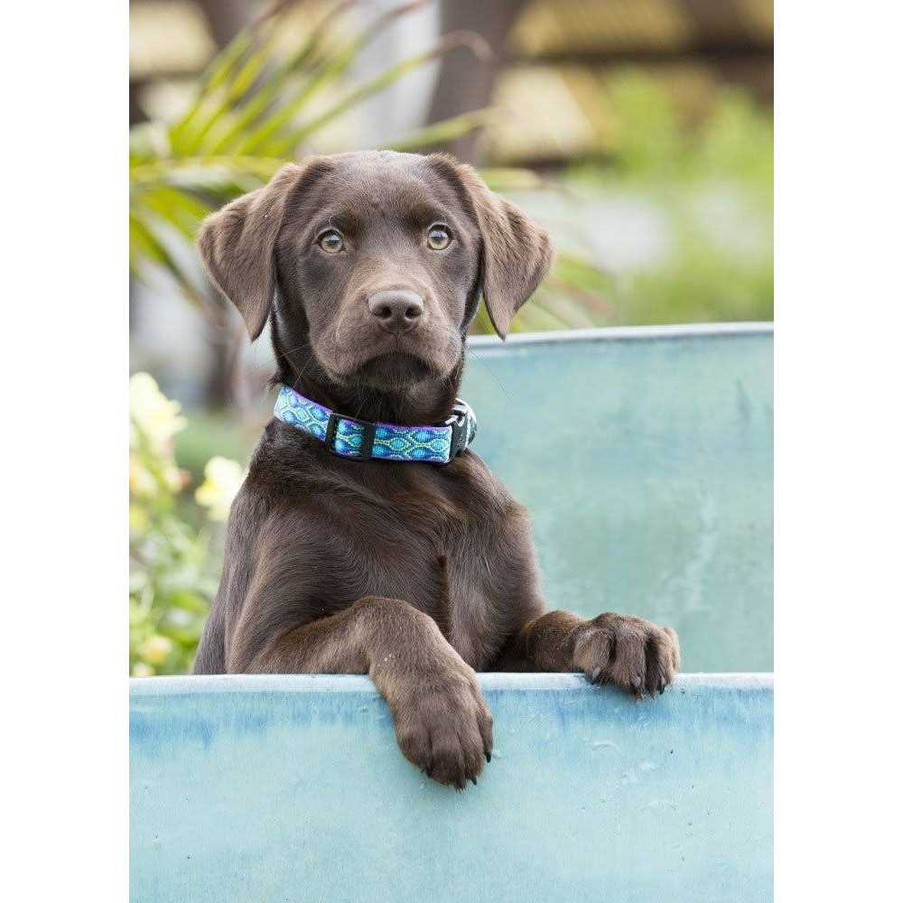 Dog Collar D6446
