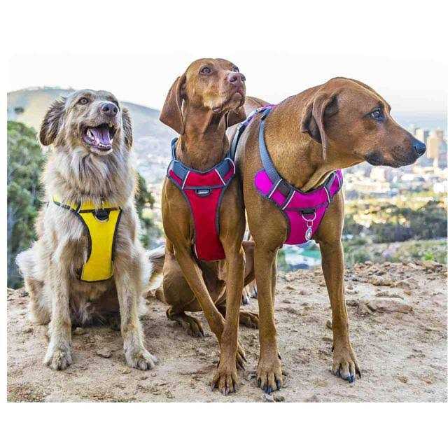 Padded Dog Harness H1937