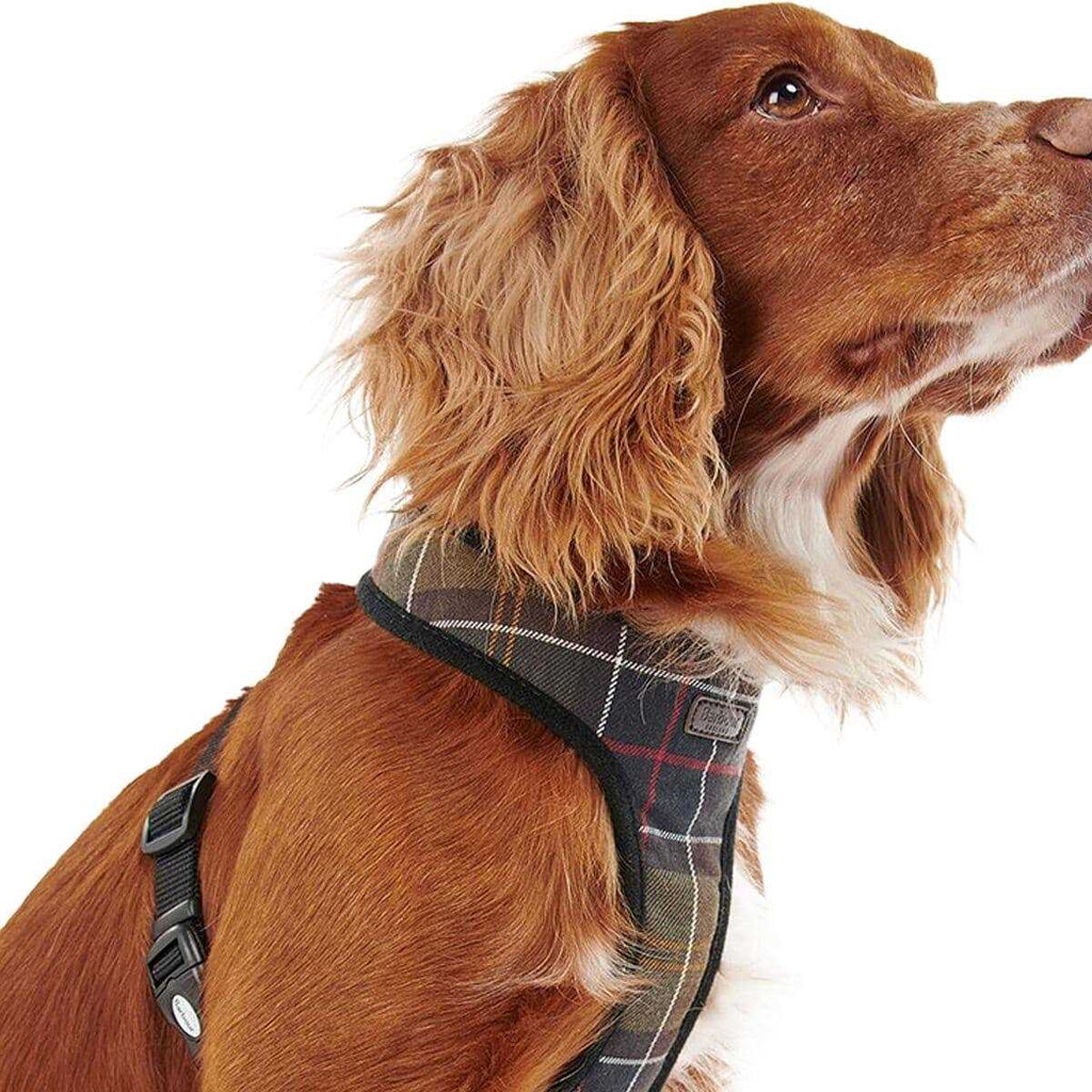 Tartan Dog Harness E5215