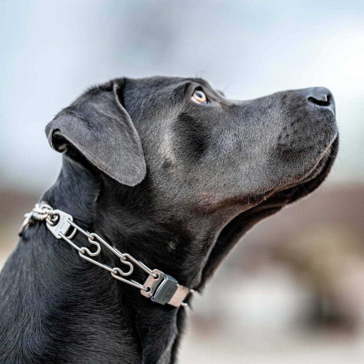 Stainless Steel Quick Release Buckle for Dog Collar A217