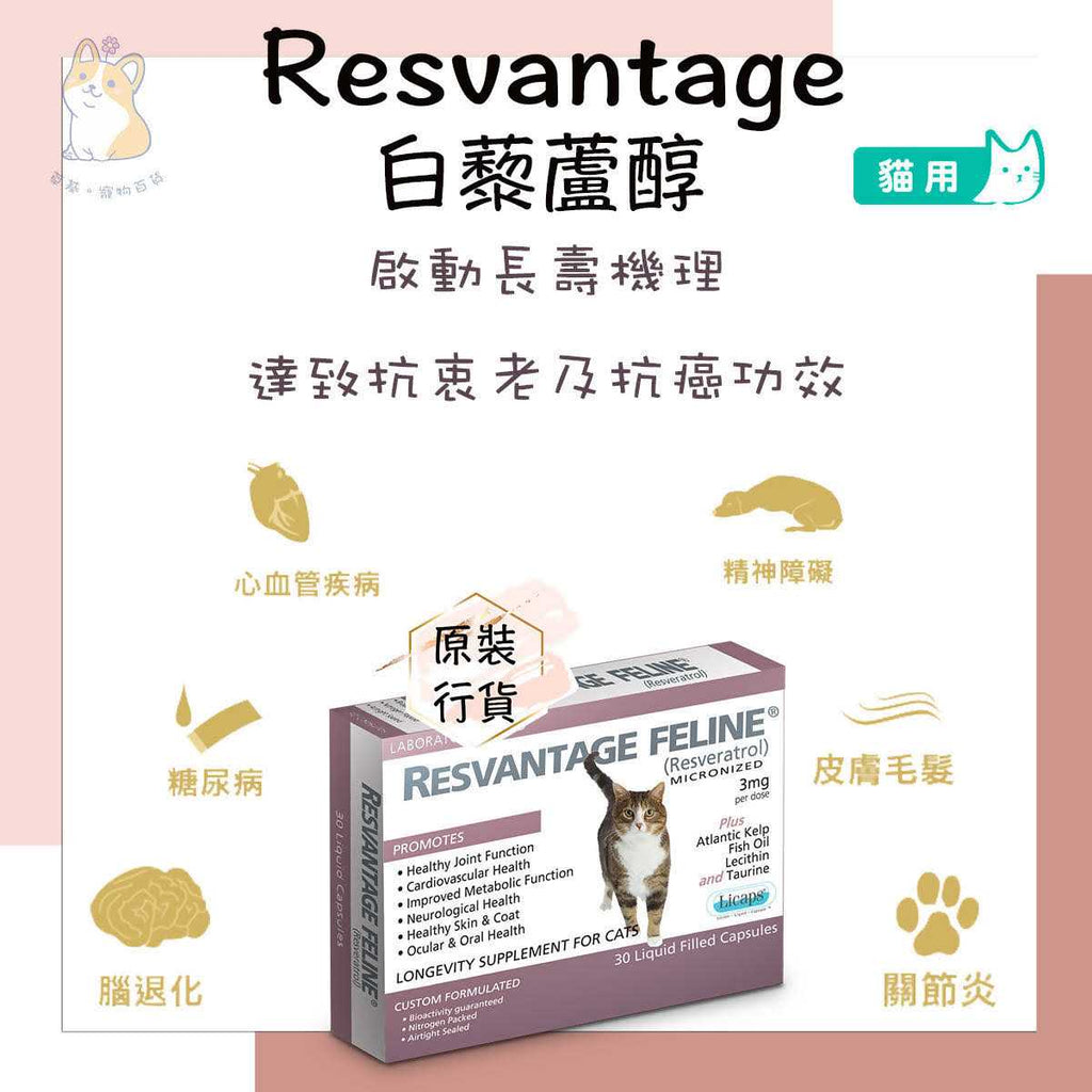 Feline R39691