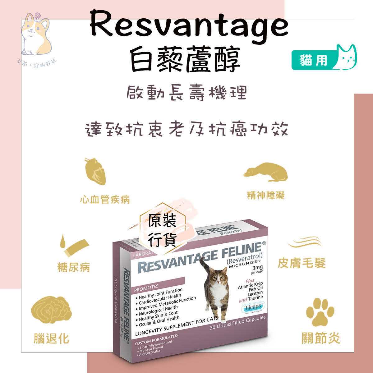 Feline R39691