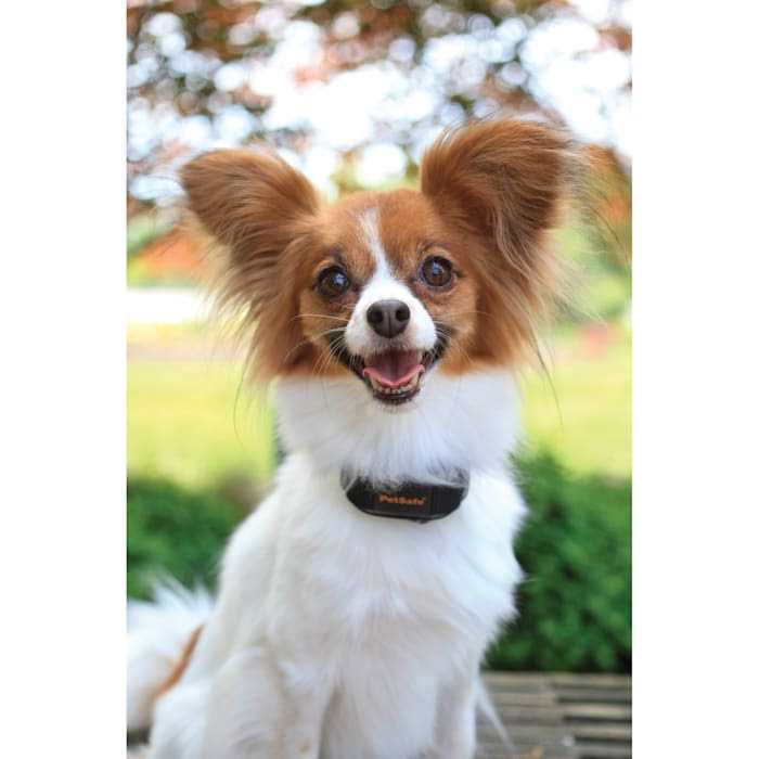 Vibration Bark Control Dog Collar A455094