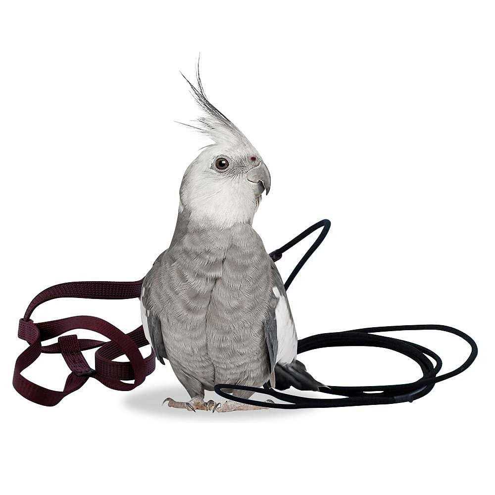 Bird Harness and Leash H112