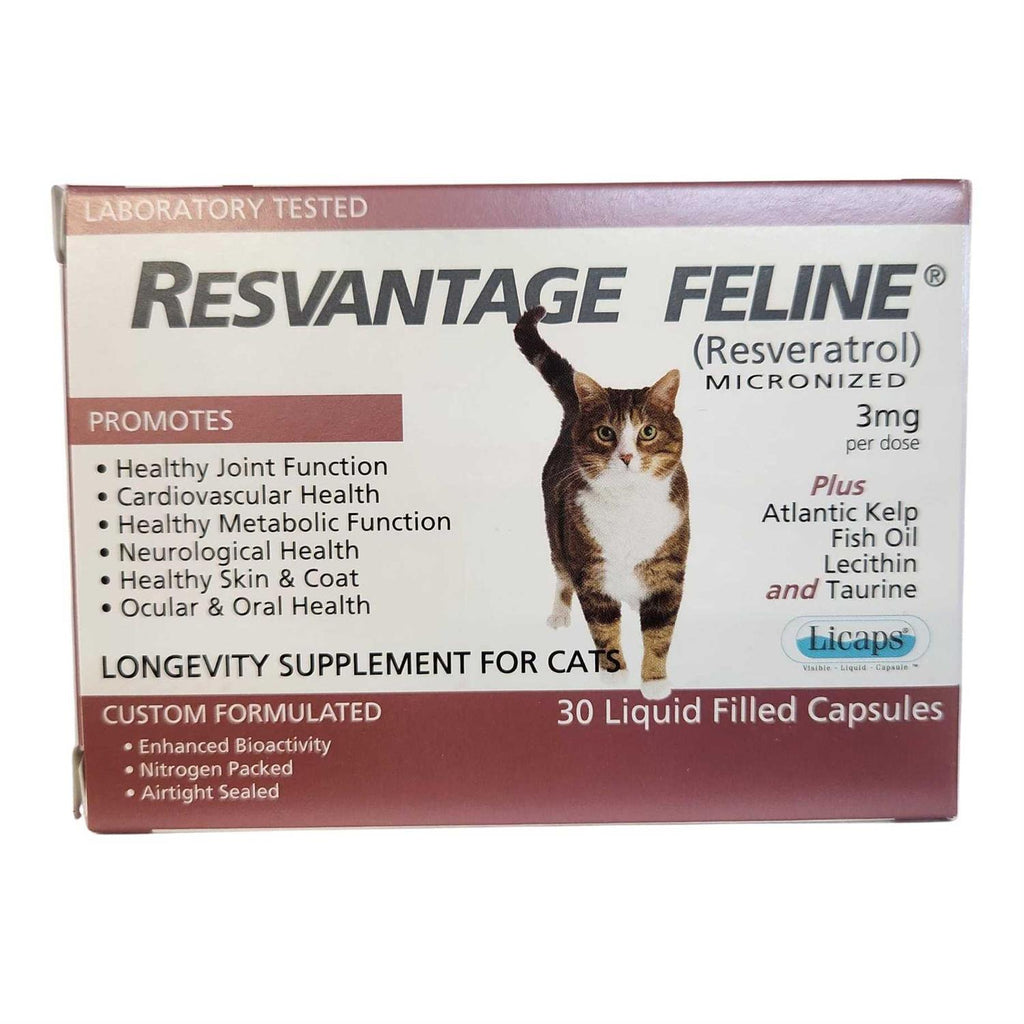 Feline R39691