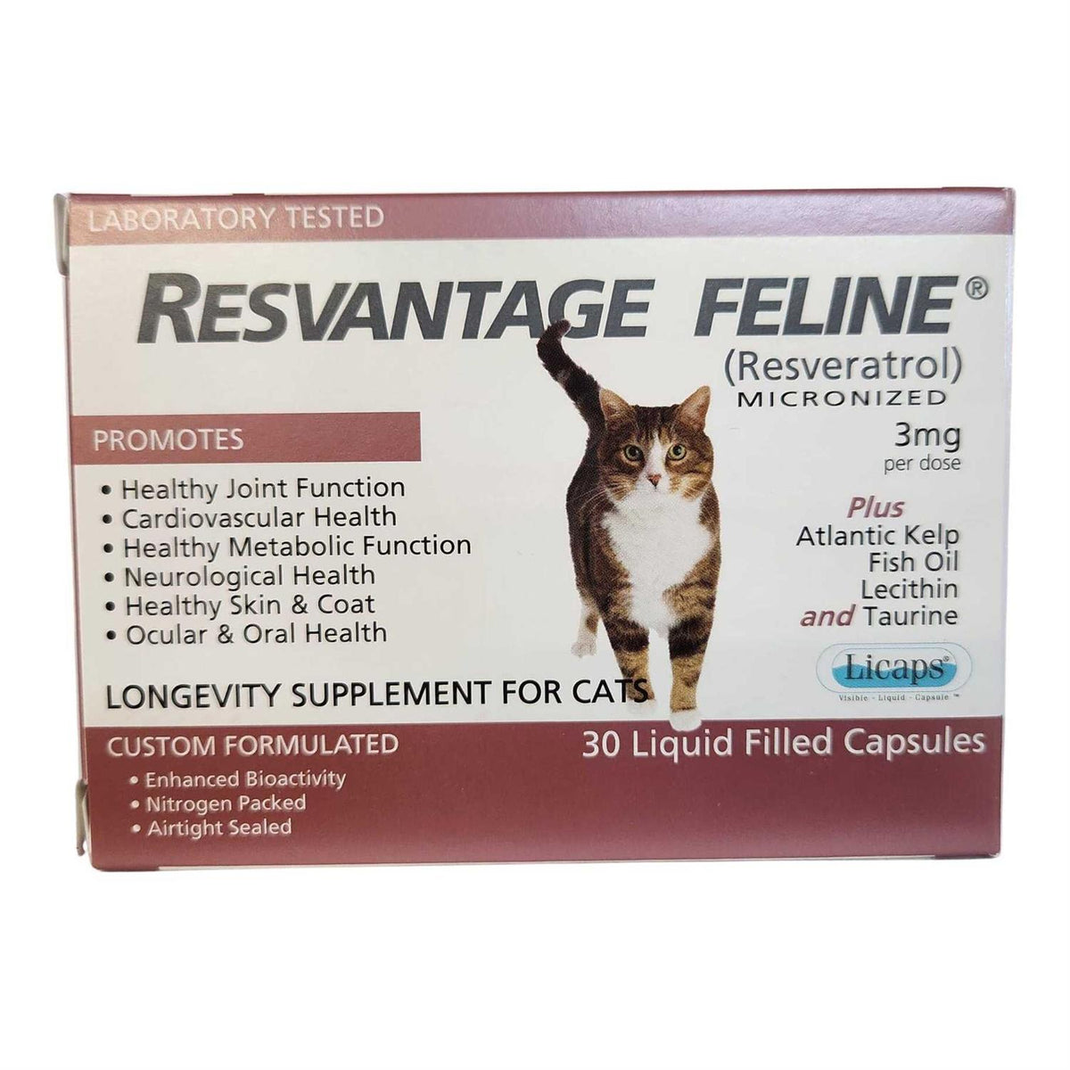 Feline R39691