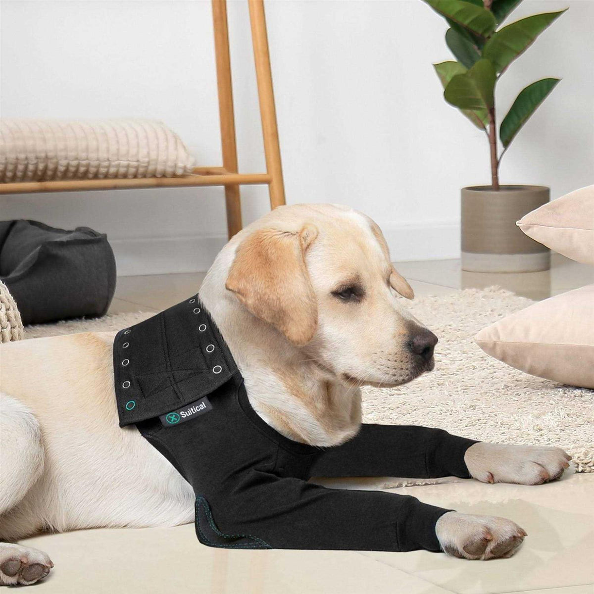 Dog Recovery Double Sleeves Y419