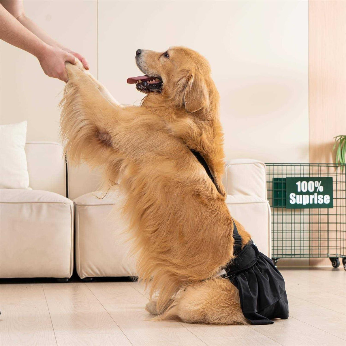 Washable Female Dog Diaper with Suspender 3 Pack I51889