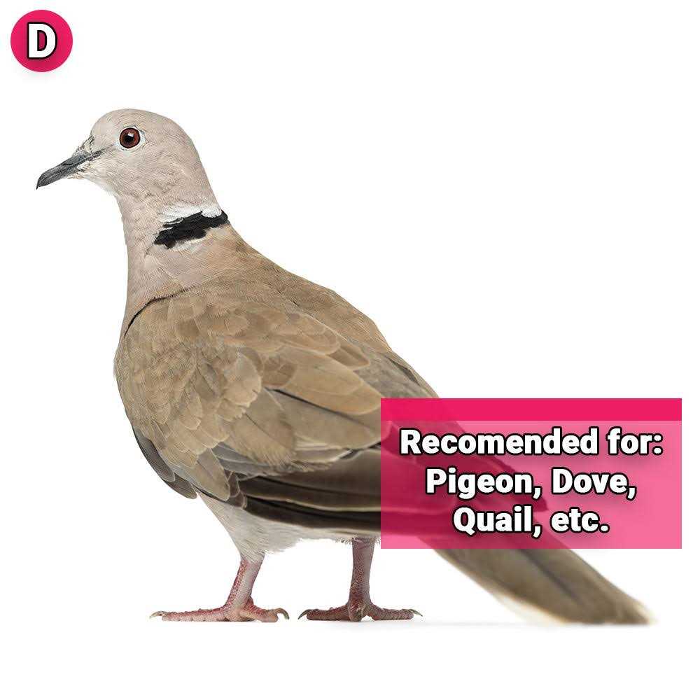 Pigeon & Dove Seed K2792