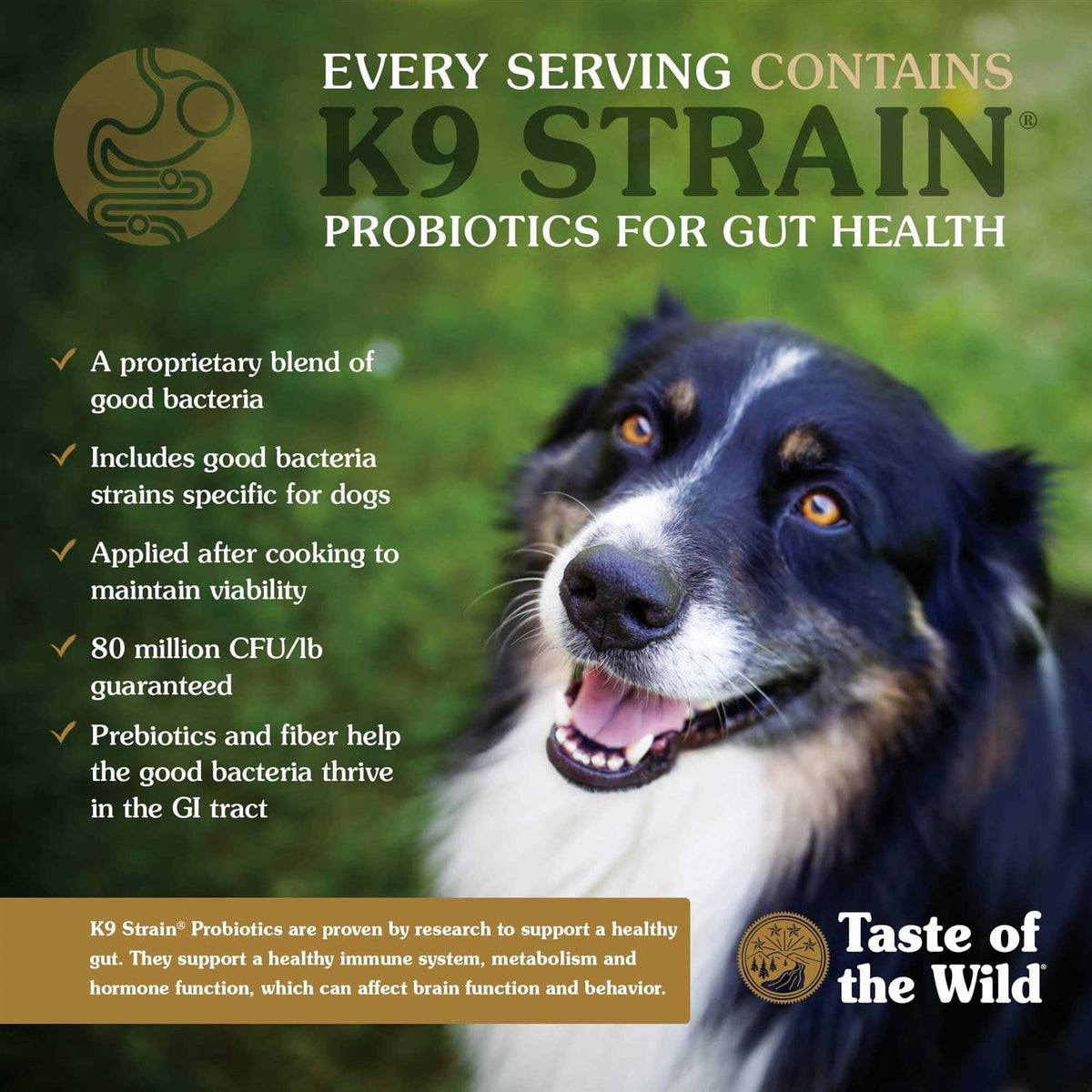 Dog Food J431