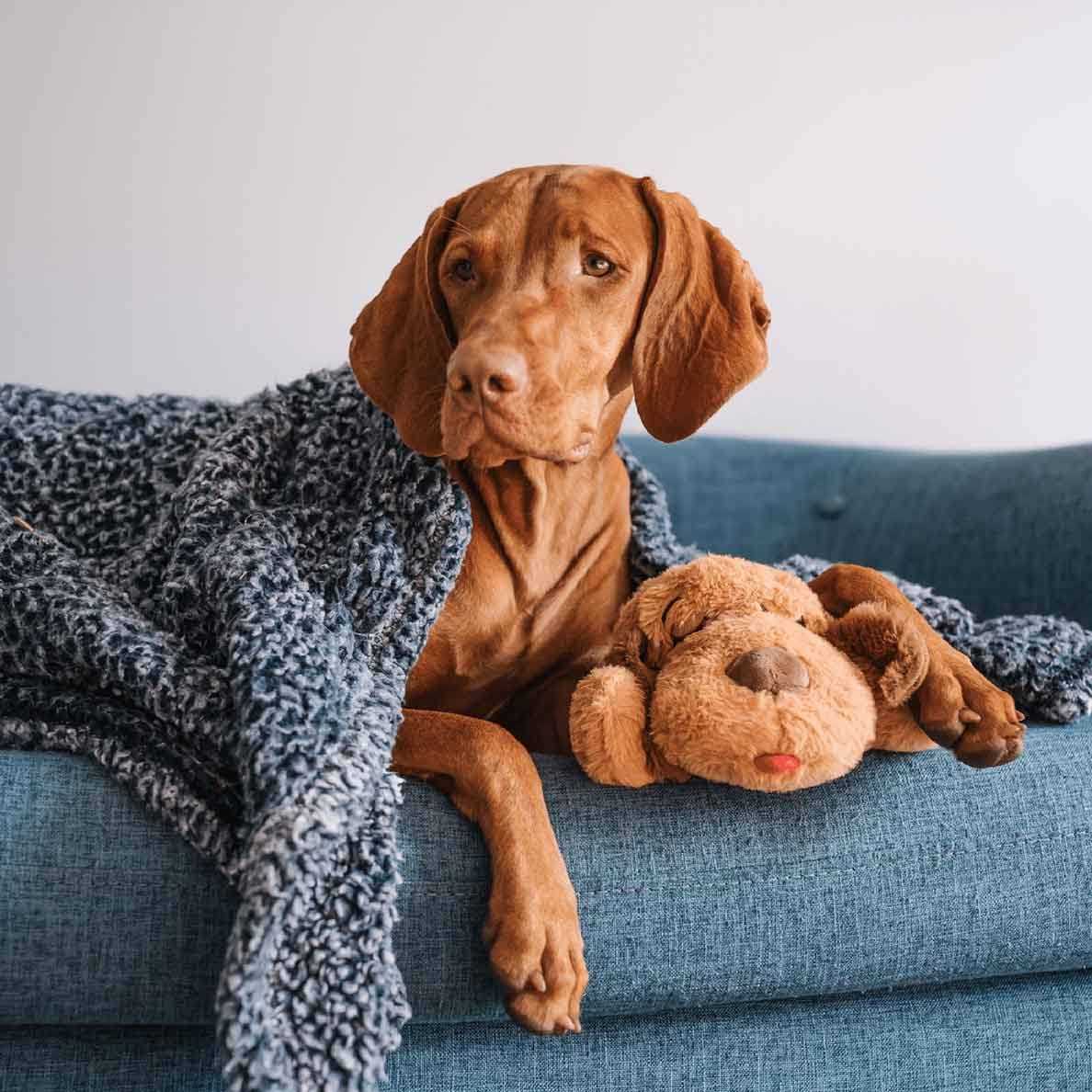 Brown and White Snuggle Puppy A7567