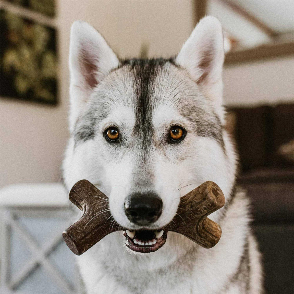 Durable Chew Toys R365856